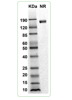 MW: Molecular Weight marker reduced condition
NR: Siglec 6 dimer under non-reduced condition